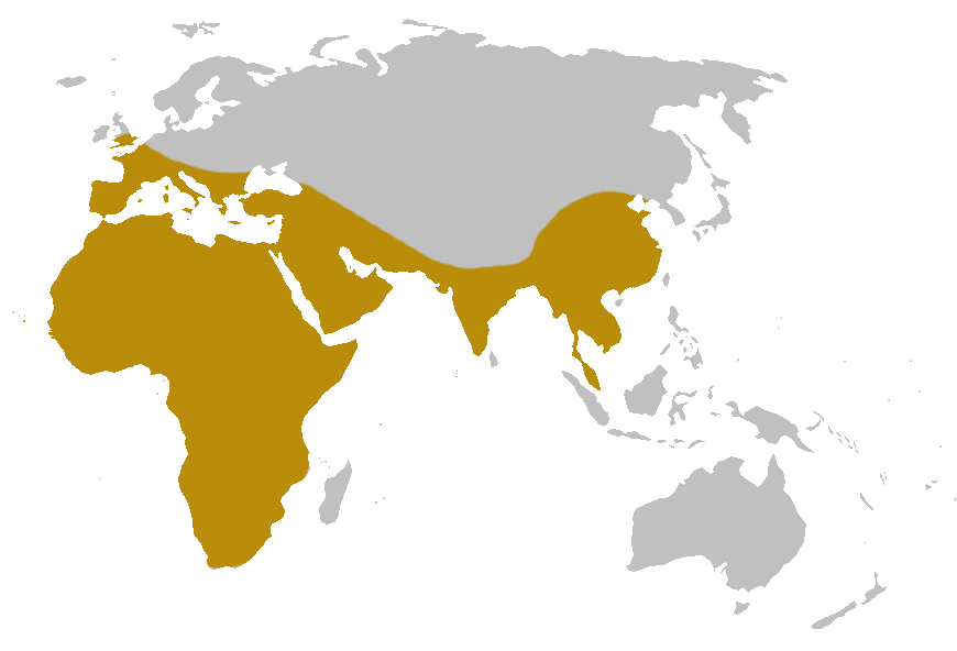 Homo Heidelbergensus