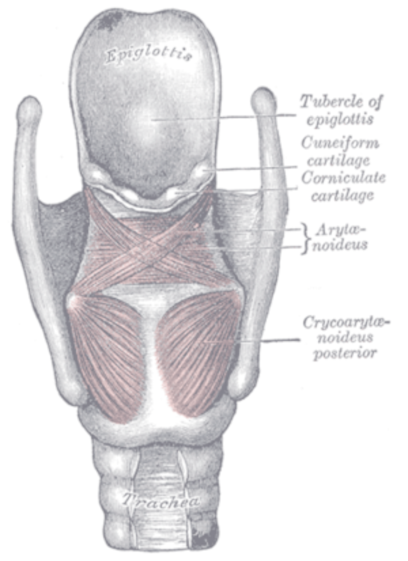 Larynx
