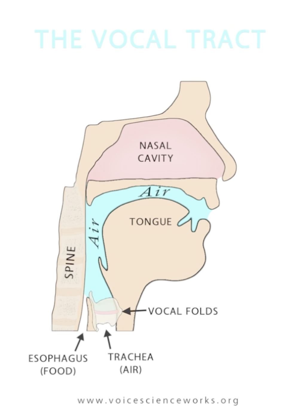 Vocal Tract